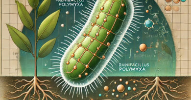 Paenibacillus polymyxa: Bakteria o niezwykłych właściwościach